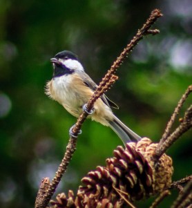 IMG_8728 (1149x1247)