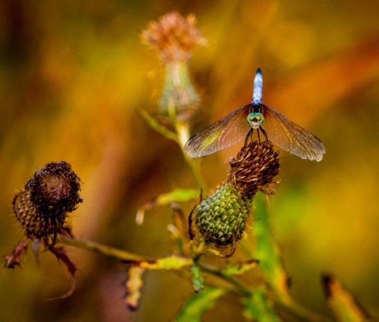 IMG_8928 (1280x1089)