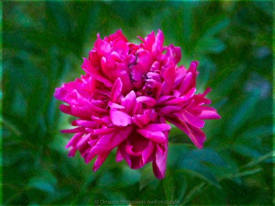 Pretty In Pink Garden Art by Omaste Witkowski owFotoGrafik.com