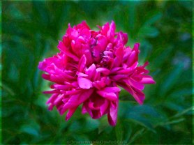 Pretty In Pink Garden Art by Omaste Witkowski owFotoGrafik.com