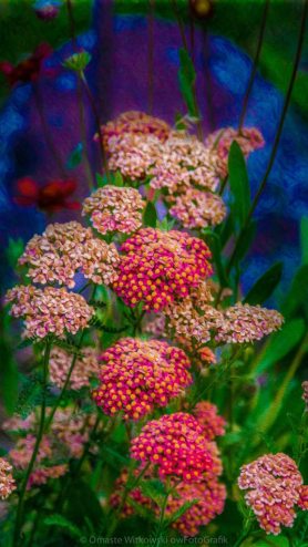 Pretty Pink Yarrow In An Abstract Garden Artwork by Omaste Witkowski owFotoGrafik.com