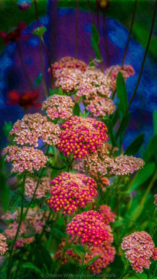 Pretty Pink Yarrow In An Abstract Garden Artwork by Omaste Witkowski owFotoGrafik.com