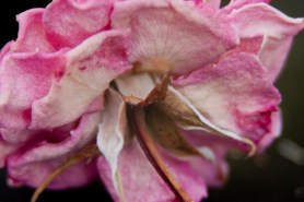 Rose dried pink 4