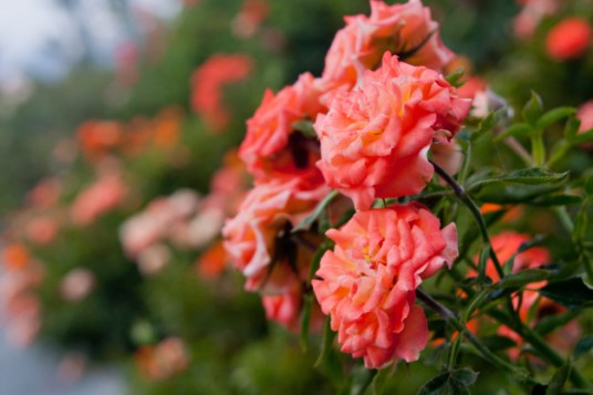 Roses orange mini tea