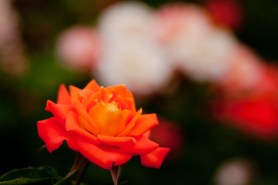Roses Orange