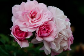 Roses pink cluster 2