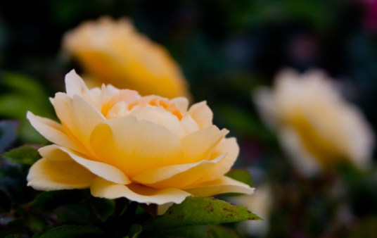 Roses yellow