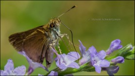 Skipper Butterfly on Verbena xutha Flowers 9768