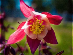 Stranded Beauty Abstract Garden Art by Omaste Witkowski owFotoGrafik.com