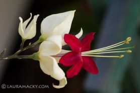 Macro of Tiny Fuschia Flower