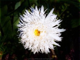 White Zen Flower Garden Art by Omaste WItkowski owFotoGrafik.com