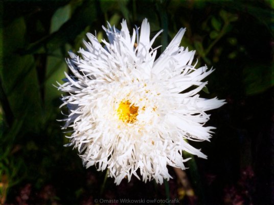 White Zen Flower Garden Art by Omaste WItkowski owFotoGrafik.com