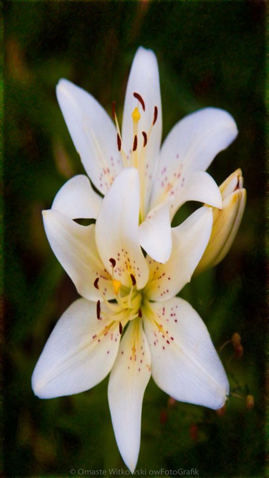 Wistful White Wedded Bliss Romantic Art By Omaste Witkowski owFotoGrafik.com