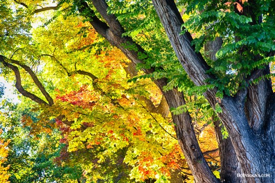 Autumn Season Leaves in Full Glory Photography Prints