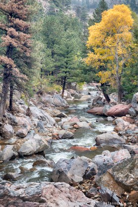 Canyon Creek Touch of Gold