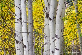 Colorful Autumn Aspen Tree Colonies