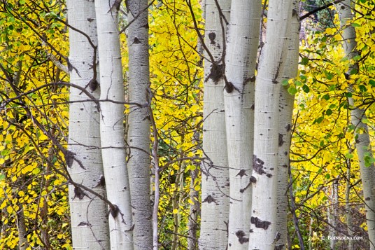 Colorful Autumn Aspen Tree Colonies