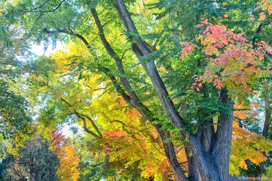 Getting Lost in the Colorful Autumn Trees Photography Prints
