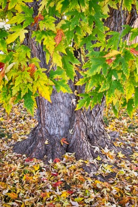  Mighty Maple Tree Print
