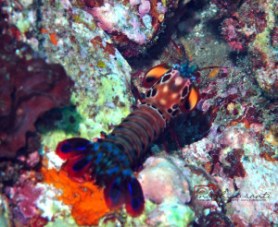 Peacock Mantis Shrimp