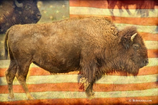 American Buffalo Art Print