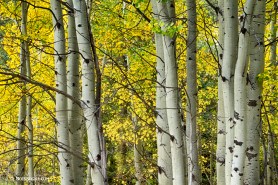 Autumn Aspen Tree Trunks In Their Glory Art Print