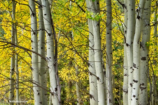 Autumn Aspen Tree Trunks In Their Glory Art Print