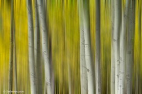 Autumn Aspen Tree Trunks In Their Glory Dreaming Art Prints