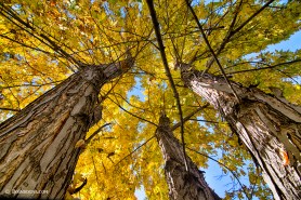 Golden Maple Standing Tall Art Print