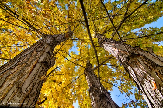 Golden Maple Standing Tall Art Print