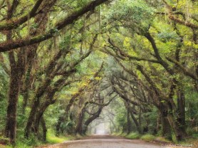 LIVE OAK  ARCHWAY