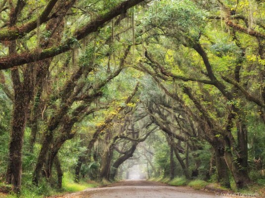 LIVE OAK  ARCHWAY
