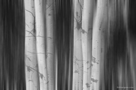 Aspen Tree Colonies Dreaming BW