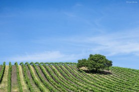 Lone Oak Tree In The Vineyard
