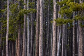 Pine Tree Forest Photography Prints