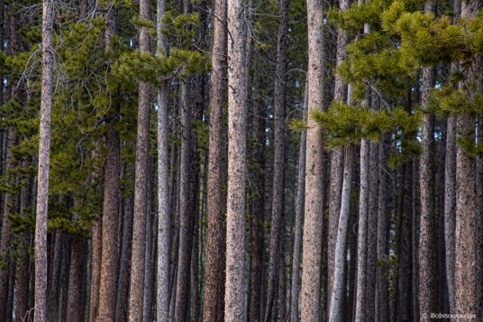 Pine Tree Forest Photography Prints
