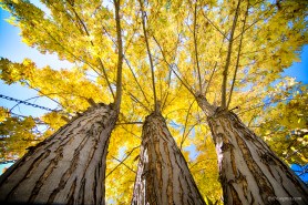 Standing Tall Autumn Maple Art Print