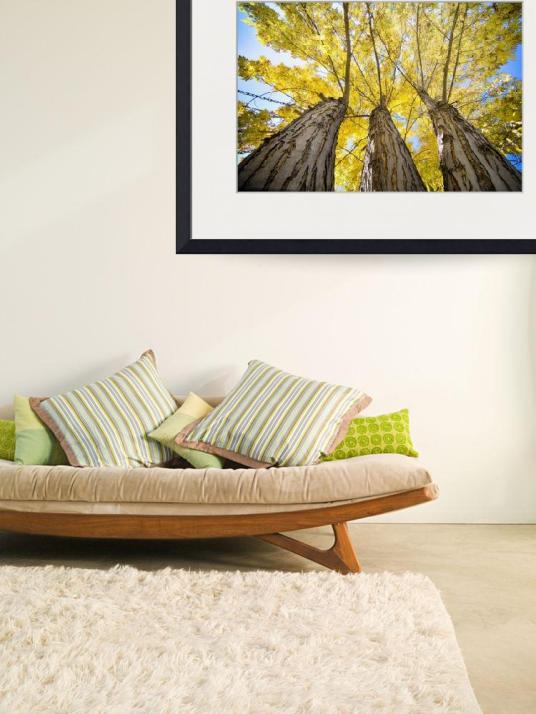 Standing Tall Autumn Maple Art Print