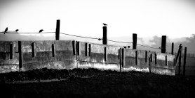 fence &amp; birds