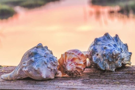 buy seashell beach art online