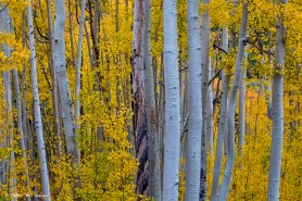 Beautiful Fall Aspen Forest Art Print