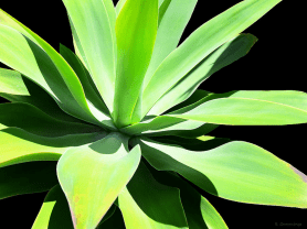 Screen Shot 2016-04-18 at 7.35.03 AM