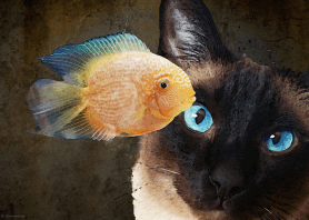 Screen Shot 2016-06-01 at 8.17.21 AM